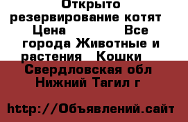 Открыто резервирование котят › Цена ­ 15 000 - Все города Животные и растения » Кошки   . Свердловская обл.,Нижний Тагил г.